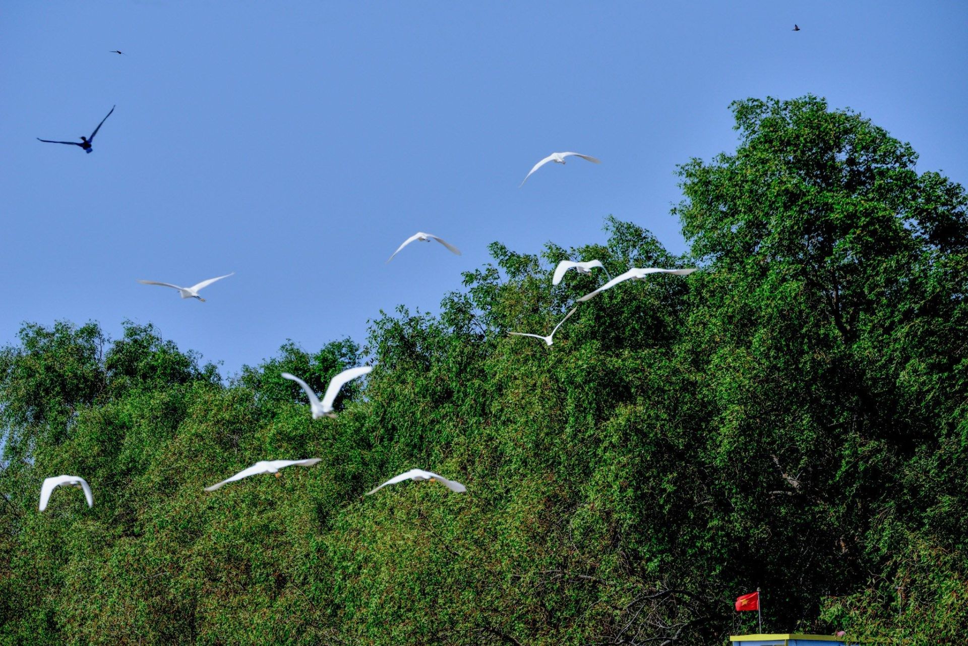 Mangrove ecosystems in Mekong Delta school trips — understanding coastal systems in practice