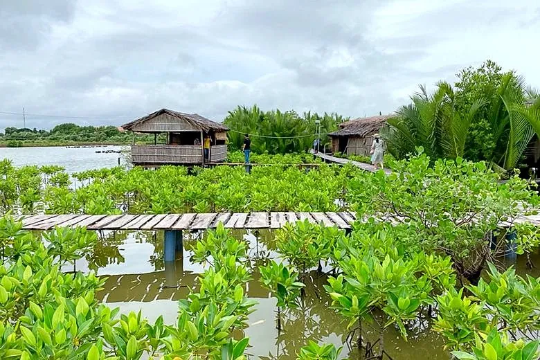 A mangrove and livelihood site in the Mekong Delta