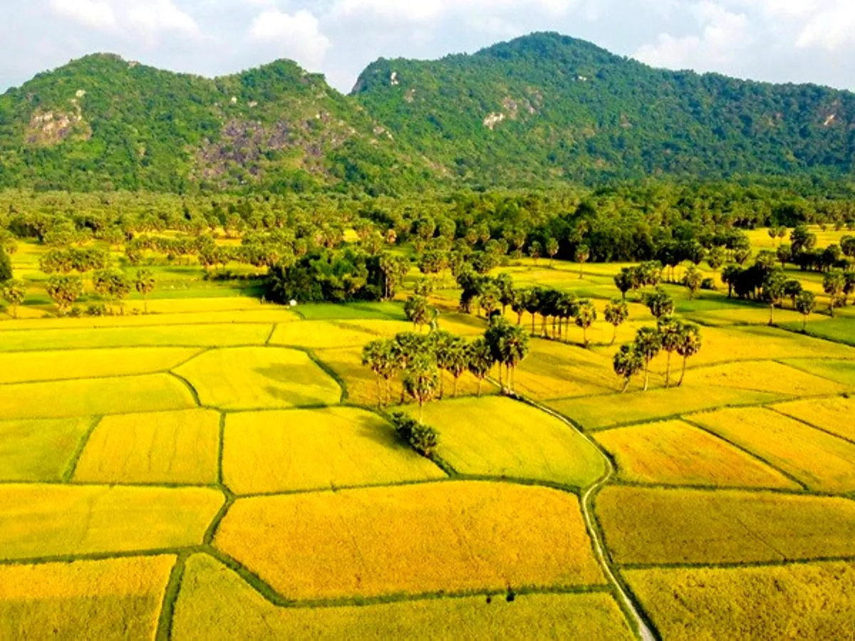 Rice fields in An Giang Province