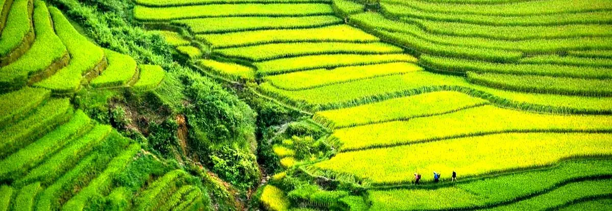 Rice terraces in northern Vietnam
