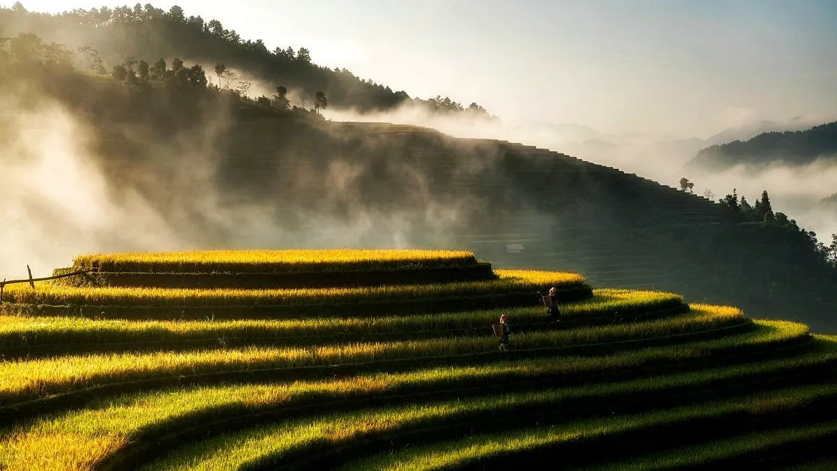Terraced rice fields in Sapa, northern Vietnam