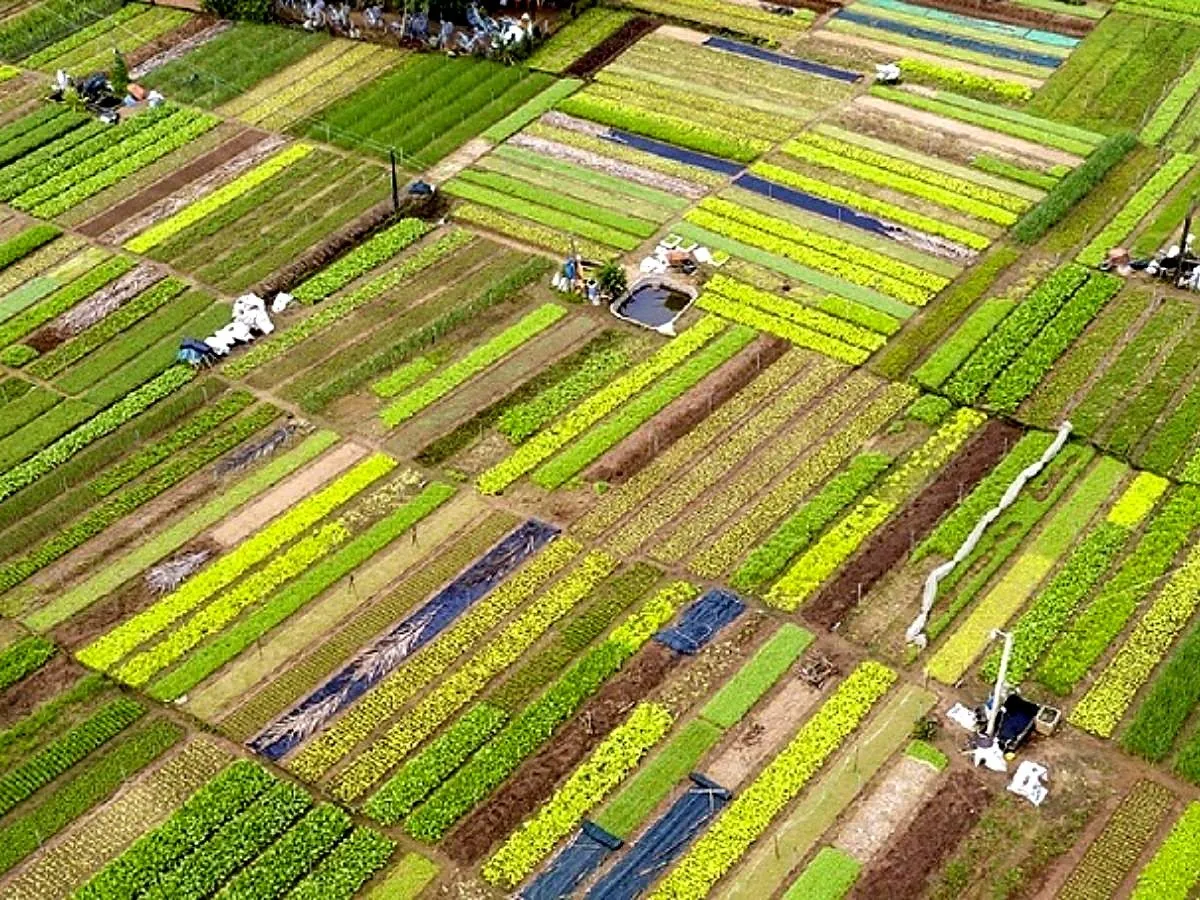 Aerial view of a vegetable village near Hoi An