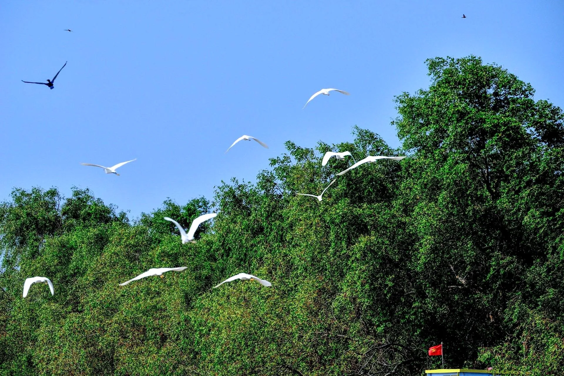 White birds above a mangrove canopy in the Mekong Delta