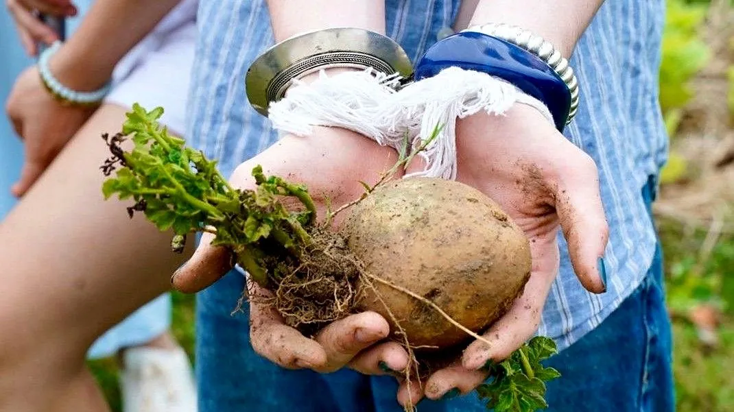 A student holding a freshly harvested coconut in the Mekong Delta